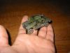 tErmit_Hummer_06.jpg
