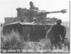 Tiger_31.jpg